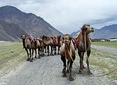 Camel-Jammu-And-Kashmir.jpg