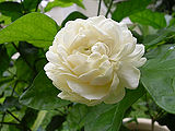 Jasmine-Flower.jpg