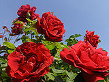 Roses-1.jpg