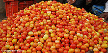 Tomato-3.jpg
