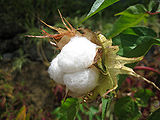 Cotton-3.jpg