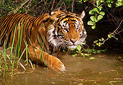 Tiger-01.jpg