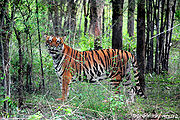 Tiger-10.jpg