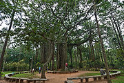 Banyan-Tree.jpg