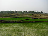 Rice-Fields-Orissa.jpg