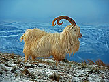 Kashmir-Goat.jpg