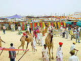Tilwara-Cattle-Fair.jpg