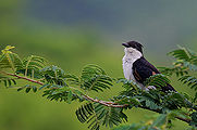 Cuckoo-Bird.jpg