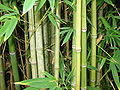 Bamboo-herb.jpg
