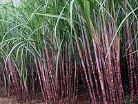 Sugarcane.jpg