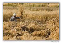 Farmer-Cuts-The-Wheat-Crop.jpg