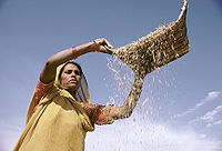 Indian-Agriculture-2.jpg