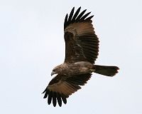 Kite-Bird.jpg