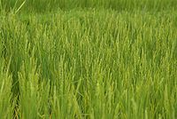 Rice-Harvest.jpg