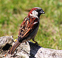 Sparrow-1.jpg