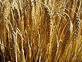 Barley-1.jpg