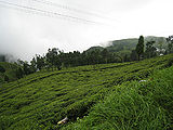 Tea-Plantation-Darjeeling.jpg