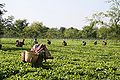 Tea-Worker-Arunachal-Pradesh.jpg