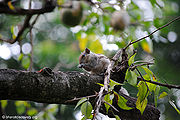 Squirrel-3.jpg