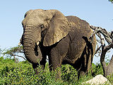 African-Elephant.jpg